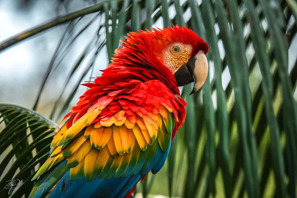 Hellroter Ara vor Palmwedeln, Gefieder rot, gelb und blau
