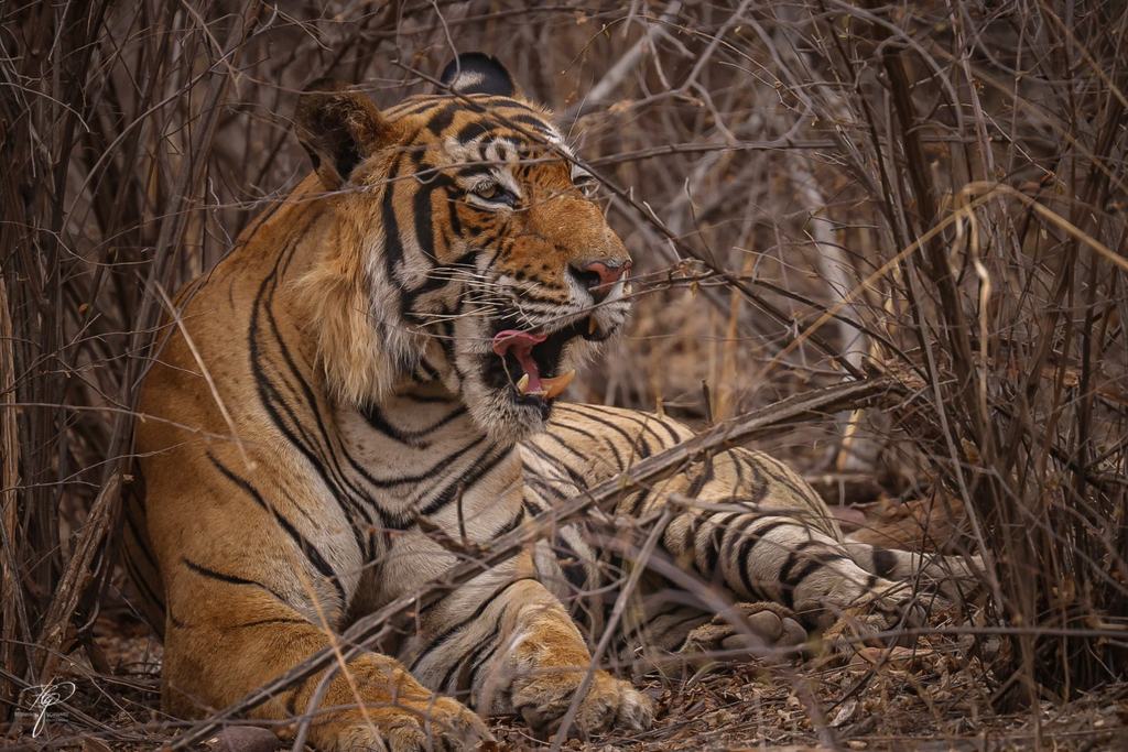 Tiger liegend mit geöffnetem Maul im trockenen Geäst