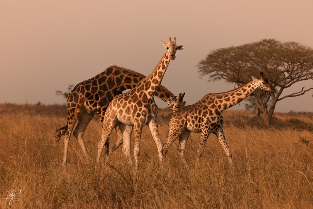 Drei Giraffen im hohen Gras, dahinter eine Schirmakazie